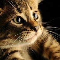 Павел Лоскут