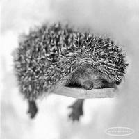 Наталья Москалева