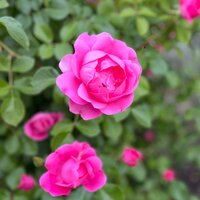 Виктория Данчук