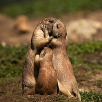 Анна Шахматова