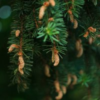 Анастасия Яцкевич