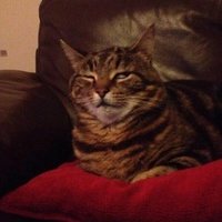 Никита Тевризов