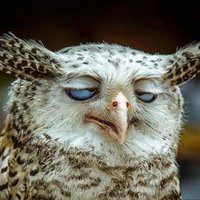 Денис Фёдорович