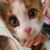 Александра Корягина