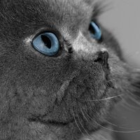 Александр Лимаренко