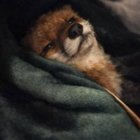 fox