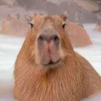 Дмитрий Хакризоев