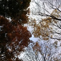 Верa Тюнина