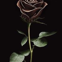 Светлана У.