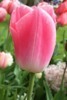 4apqpr468ettmng16evkjnzndm