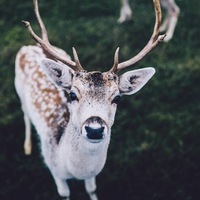 Anastasia Kolesnikova