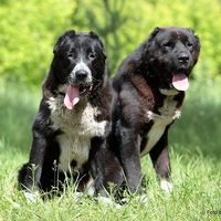 Ксения Амосова