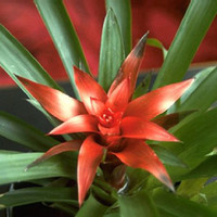 Bromelia