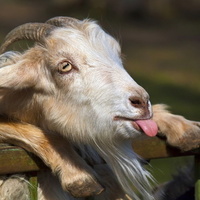 Елизавета К.