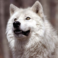 Андрей Калинин