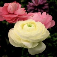 Виктория Г.