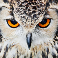 Анна Лапшенкова