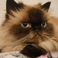 ксения андреева