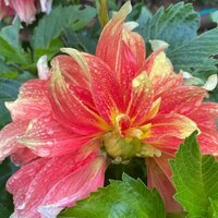 Татьяна Тюрина