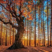 Екатерина С.