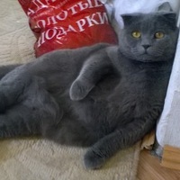 Евгений Хохолков