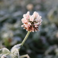 Дарья Ермилова