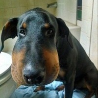 Янас Грицаев