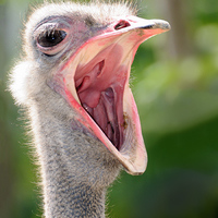 Алекс .Вятский