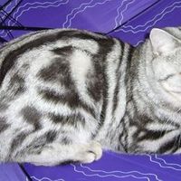 Ирина Марухина