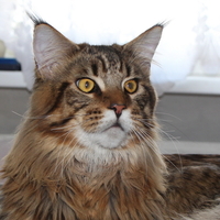 Алексей Лесков