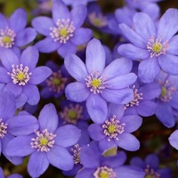 Светлана Михайлова