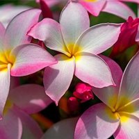 Айгуля Мазитова