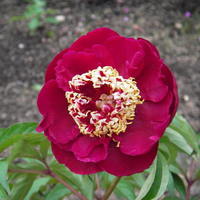 Виктория К.