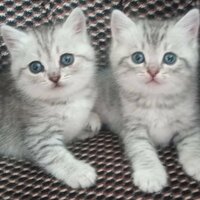 Наталья Литвинова