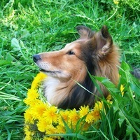 Ольга Межнева