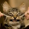wh4m3qkg1pmh6xknj0y3cutmm8