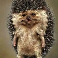 Максим Пыжов