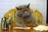 Кот Мартовский