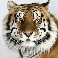 Радик Амурский