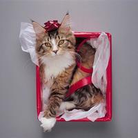 Лена Марисова