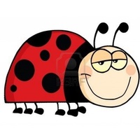 Ladybug