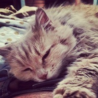 Денис Соловьев