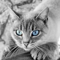 Надя Вахомская