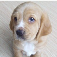 Александр Космодемьянский