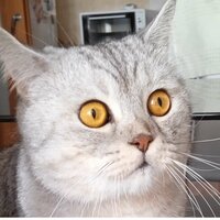 Ярослав Мудрый