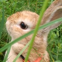 Венум Стрек