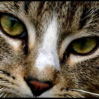 Алла Павлова