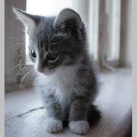 Вячеслав Абрамов