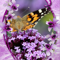 Анна Алешечкина