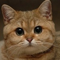 Максим Арасланов